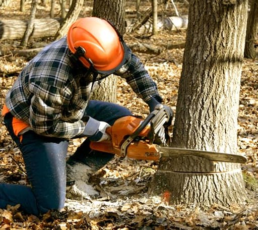 Tree Removal in Belfast, TN